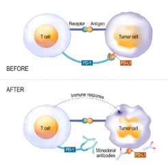 immunotherapy checkpoint blockade