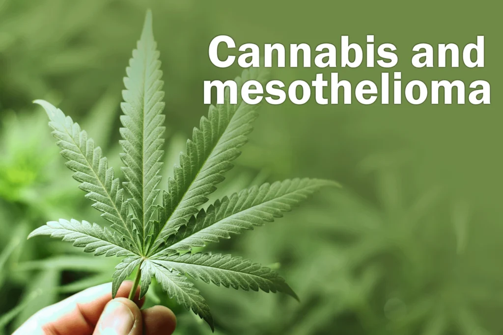 cannabis and mesothelioma